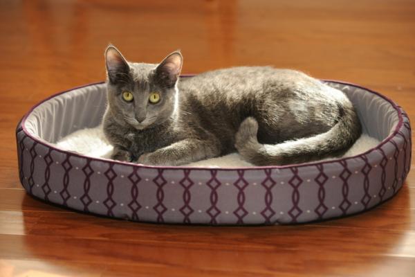 12 rotua hienoja kissoja - 11. Korat cat
