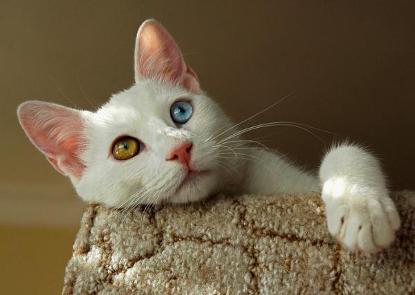 12 rotua hienoja kissoja - 3. Turkish Van