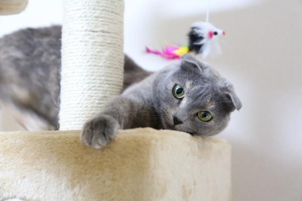 12 rotua hienoja kissoja - 7. Scottish fold