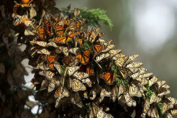 Monarch Butterflyn ominaisuudet - Monarch Butterfly Migration