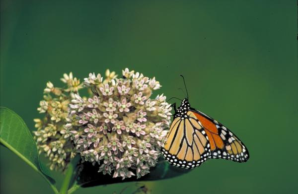 Monarch Butterflyn ominaisuudet - Monarch Butterfly -ruokavalio