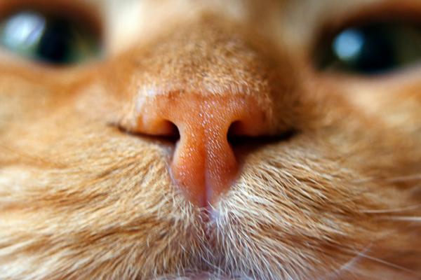 11 uteliaisuutta kissoista, joita et luultavasti tiennyt - 7. Niiden sormenjäljet ​​ovat nenässä