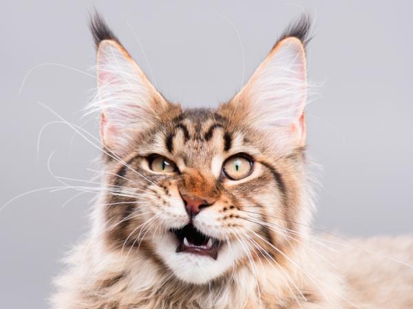 11 uteliaisuutta kissoista, joita et luultavasti tiennyt - 8. Myös niiden viikset muodostavat heidän aistinsa