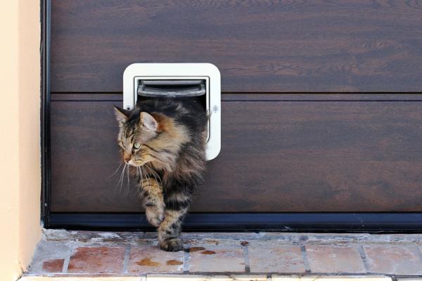 11 uteliaisuutta kissoista, joita et luultavasti tiennyt - 5. Newton olisi voinut luoda ensimmäisen 
