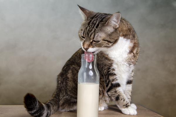 11 uteliaisuutta kissoista, joita et luultavasti tiennyt - 1. Useimmat kissat ovat allergisia laktoosille 