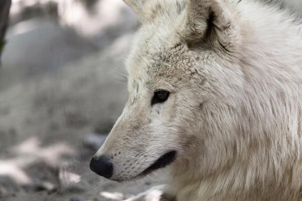 Arktisen tundran eläimistö - Arktinen susi