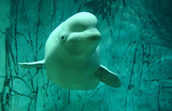 Arktisen tundran eläimistö - Beluga
