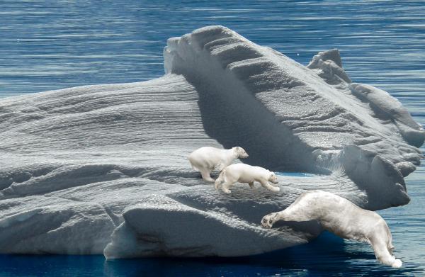 Arctic Tundra Fauna - jääkarhu