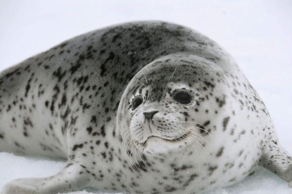 Arctic Tundra Fauna - Ocellated Seal