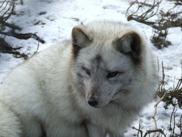 Arktisen tundran eläimistö - Naali kettu