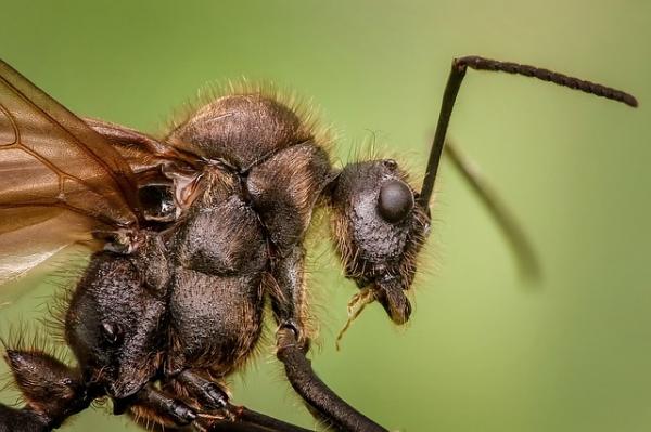 10 vähiten elävää eläintä - 8. Muurahaiset