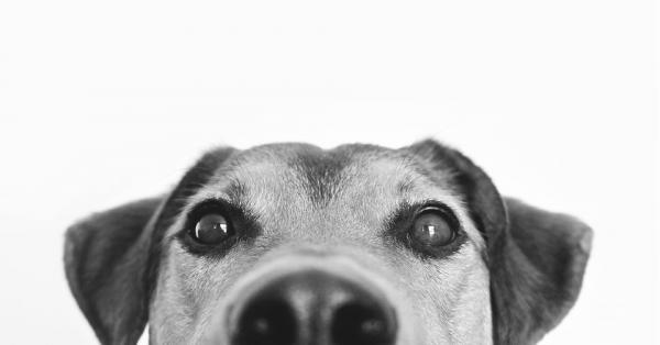 Näkevätkö koirat henkiä?  👻 - Koiran tuoksu