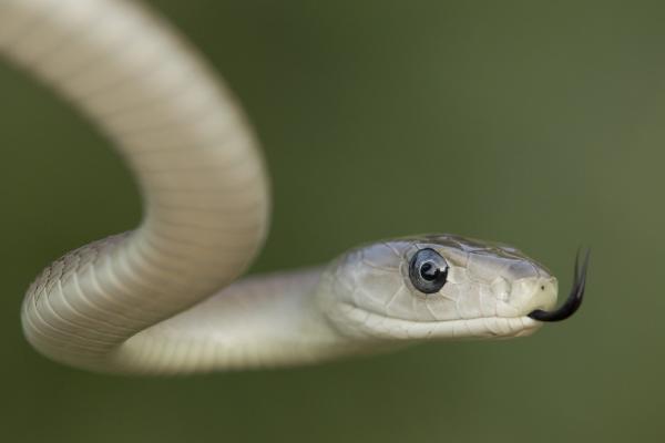 Musta mamba, Afrikan myrkyllisin käärme - Mustan mamban myrkky