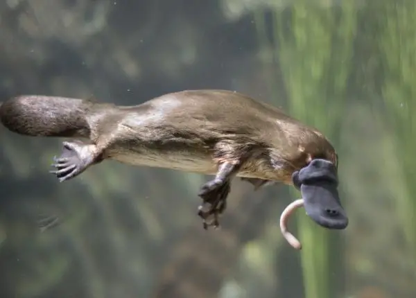 Luettelo munivista nisäkkäistä - Ominaisuudet ja seikkailu - Munivat nisäkkäät: Platypus