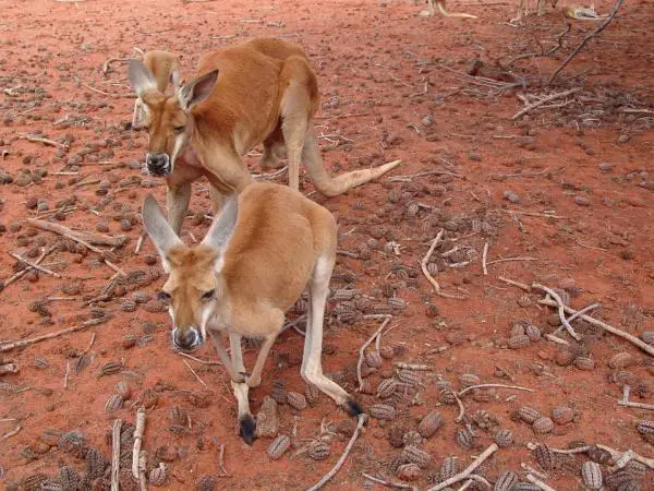 Pussieläintyypit - Australian pussieläinlajit