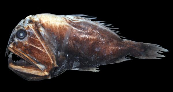 Syvänmeren eläimet - 8. Anoplogasteri 