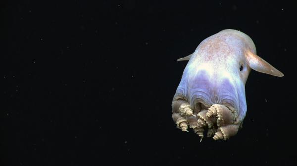 Syvänmeren eläimet - 3. Dumbo Octopus