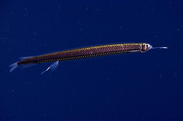 Syvänmeren eläimet - 7. Dragon Fish