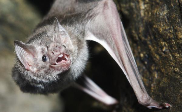 Lepakoiden tyypit ja niiden ominaisuudet - 2. Vampyyrilepakko