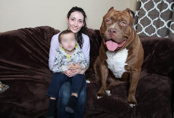 Uteliaisuutta pitbull-koirista - 4. Maailman suurin pitbull on nimeltään Hulk ja se on hitti internetissä