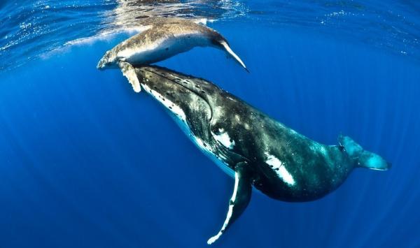 Baja California Marine Animals - harmaavalas