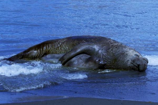 Baja Californian merieläimet - Elephant Seal