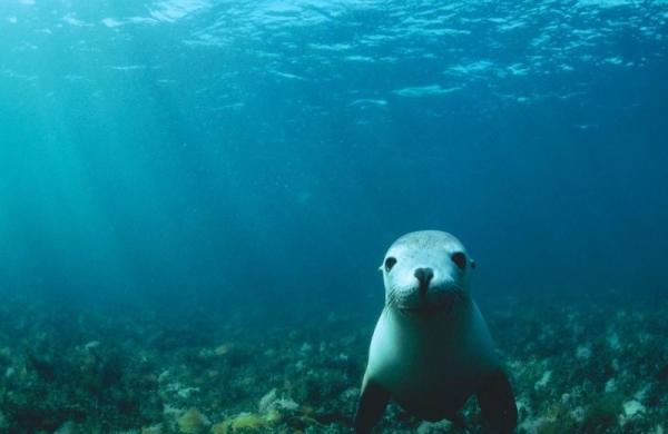 Baja California Marine Animals - Common Seal