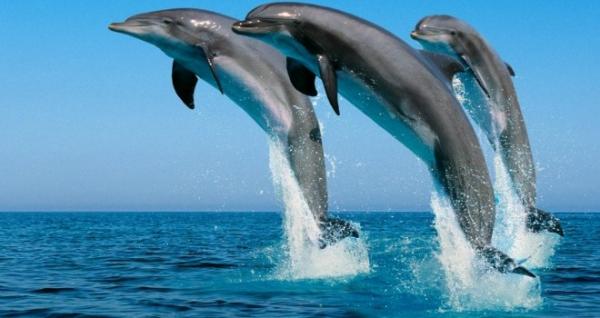 Baja California Marine Animals - Pullonokkadelfiini