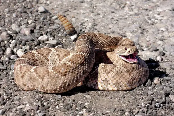 Maailman 10 suurinta käärmettä - 1. Rattlesnake 
