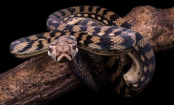 Top 10 suurinta käärmettä maailmassa - 7. Australian Amethyst Python
