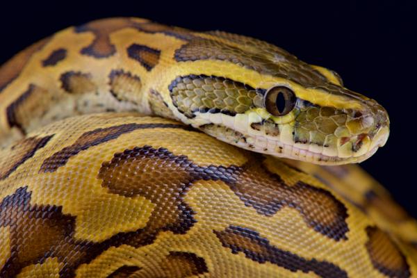 10 suurinta käärmettä maailmassa - 8. Sheba python