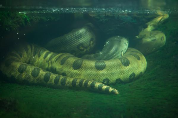 Maailman 10 suurinta käärmettä - 6. Vihreä Anaconda