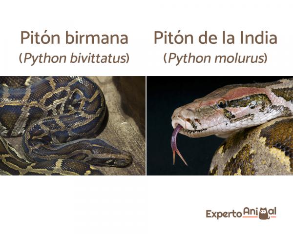 Top 10 suurinta käärmettä maailmassa - 9. Indian Python ja Burman Python