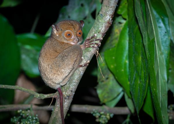 Eläimet, joilla on suuret silmät - 1. Tarsier