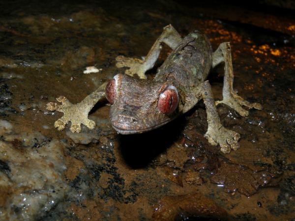 Eläimet, joilla on isot silmät - 10. Satanic Leaf-tailed Gecko