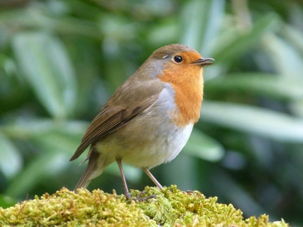 5 lintua, jotka laulavat parhaiten - 5. Robin