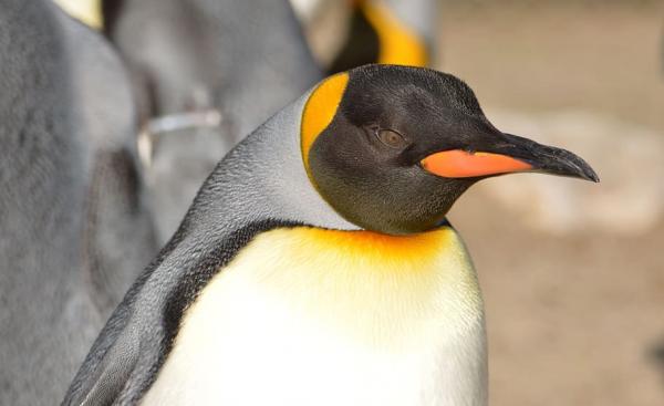 Keisaripingviinien inkubaatio ja ympäristö - Keisaripingviinin ominaisuudet