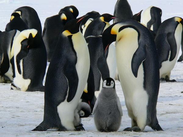 Keisaripingviinin inkubaatio ja ympäristö - Missä keisaripingviini asuu?