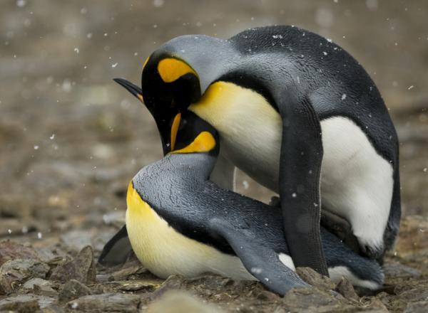 Keisaripingviinien inkubaatio ja ympäristö - Keisaripingviinien lisääntyminen