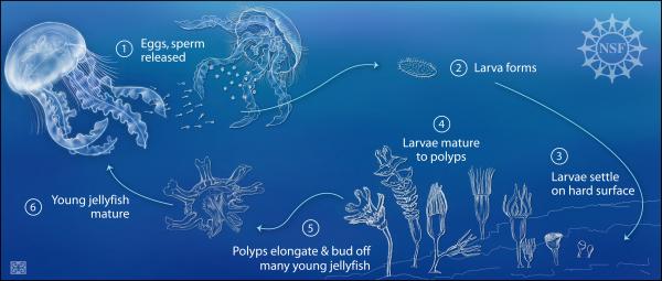 Meduusojen lisääntyminen - Meduusoiden ja polyyppien lisääntyminen