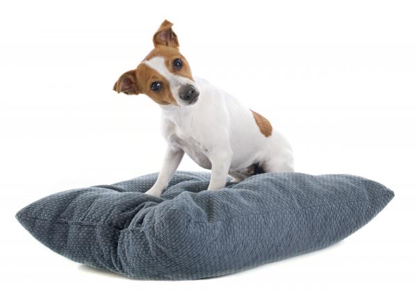 Miksi koirat raaputtavat maata?  - Raapiako koira sänkyä tai lepoalueen lattiaa?