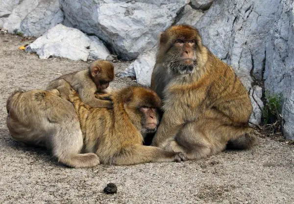 Miksi Gibraltarin kalliolla on apinoita?  - Gibraltar-apinan Macaca sylvanuksen ominaisuudet