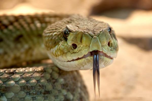 Ero käärmeen ja käärmeen välillä - Käärmeiden maailma