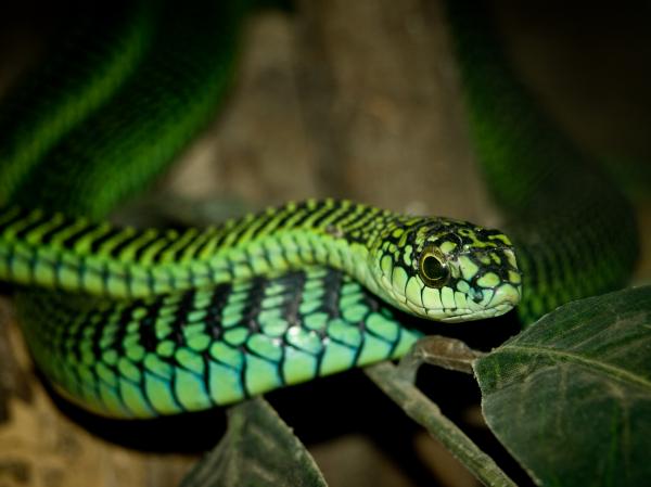 Ero käärmeen ja käärmeen välillä - Mitä käärmeet ovat?