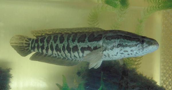 Kala, joka hengittää ulos vedestä - Pohjoinen käärmepääkala