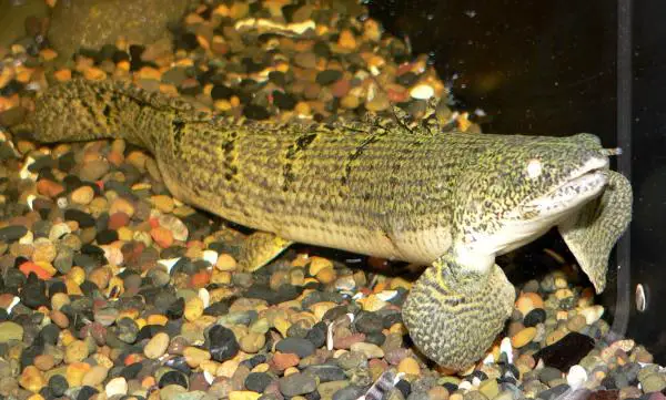 Kalat, jotka hengittävät vedestä - Senegalin bichir-kala