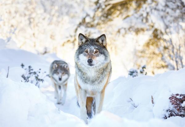 20 datos curiosos de los perros - 3. El origen del perro aún es un tema controvertido 