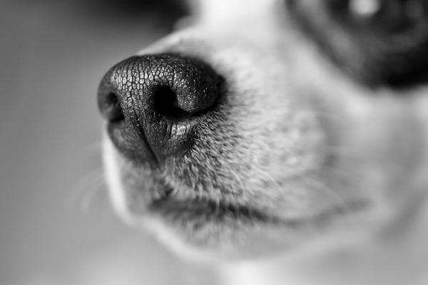 20 datos curiosos de los perros - 15. Los perros pueden detectar enfermedades 