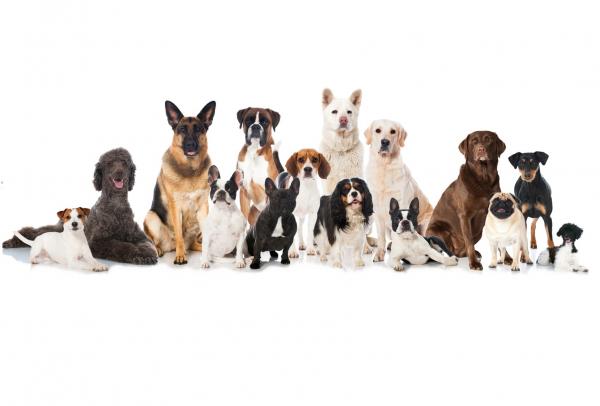 20 datos curiosos de los perros - 1. Existen más de 300 razas de perros en la actualidad