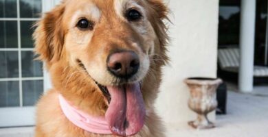 20 datos curiosos de los perros